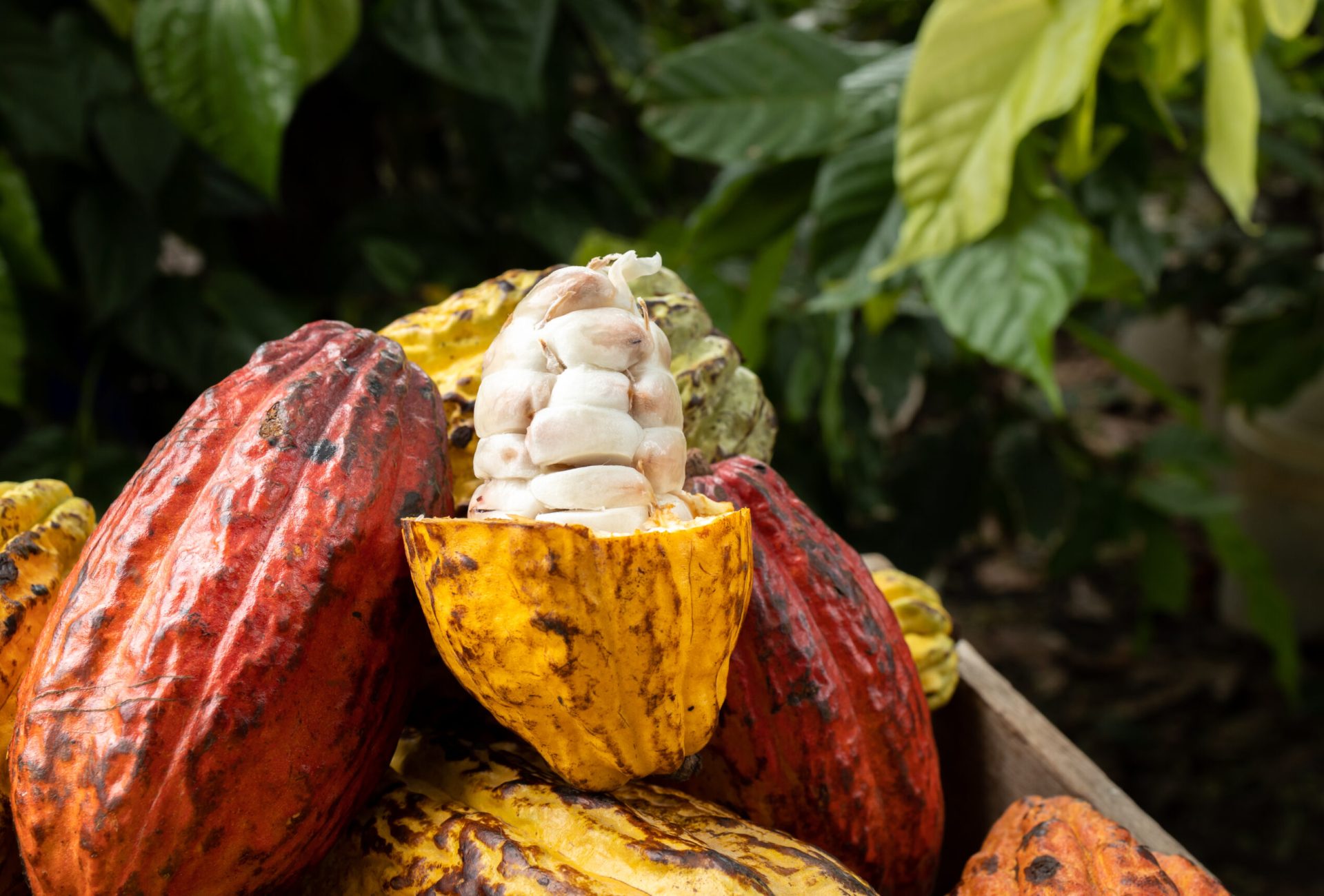 Cocoa beans and cocoa pod on a wooden surface.