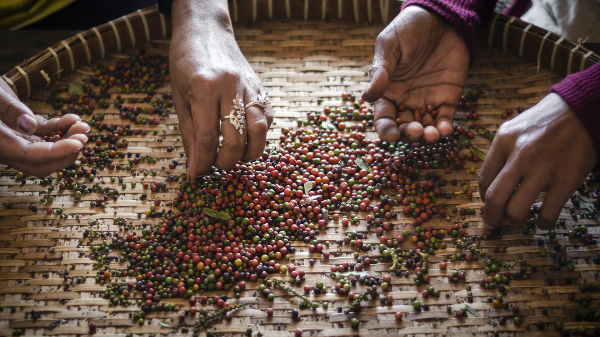 farm workers sorting and selecting fresh pepper peppercorns on plantation in kampot cambodia