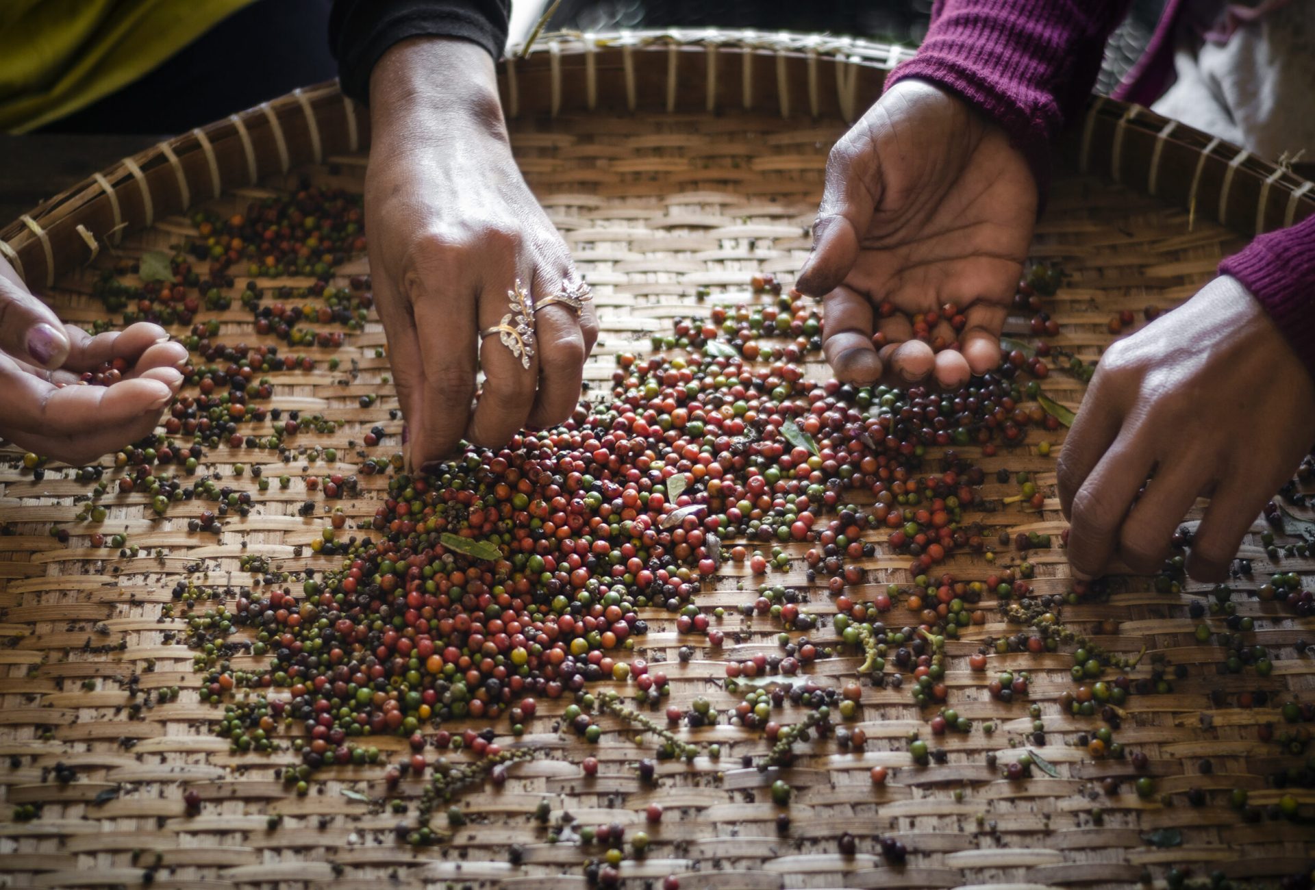 farm workers sorting and selecting fresh pepper peppercorns on plantation in kampot cambodia