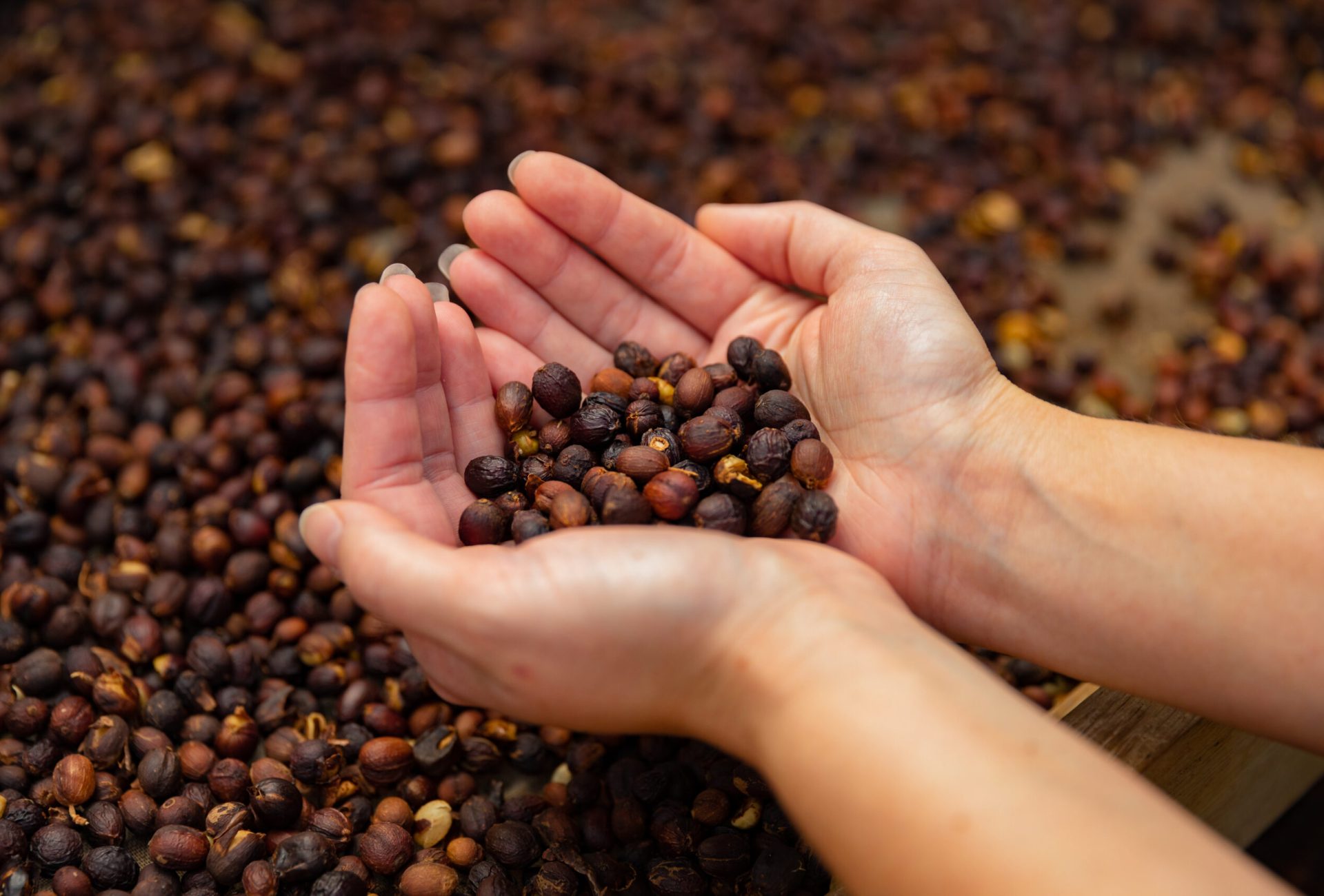 Hands of female employee inspects drying organic raw coffee beans, also called red cherry fruits. Small scale coffee production.